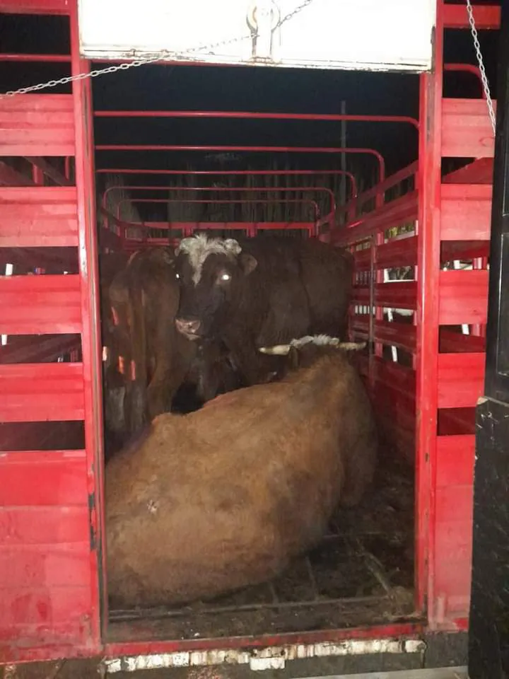 FB_IMG_1684970138648