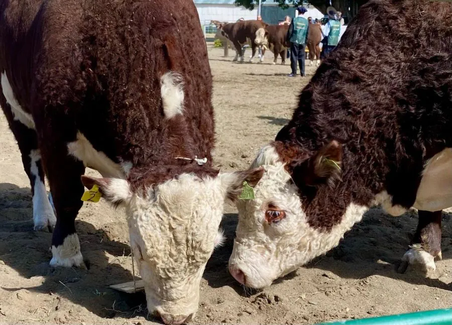 72bbe7d80efb2d57b48db7d7ceda0bf0_XL