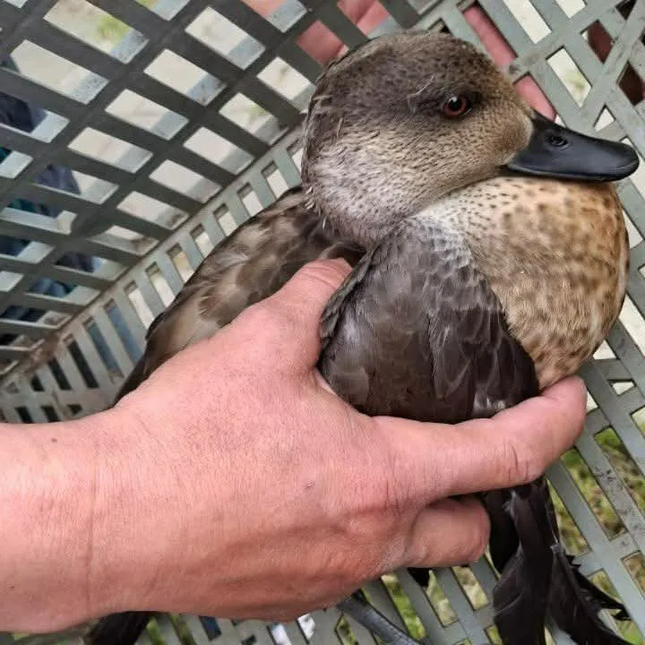 FB_IMG_1764757652519