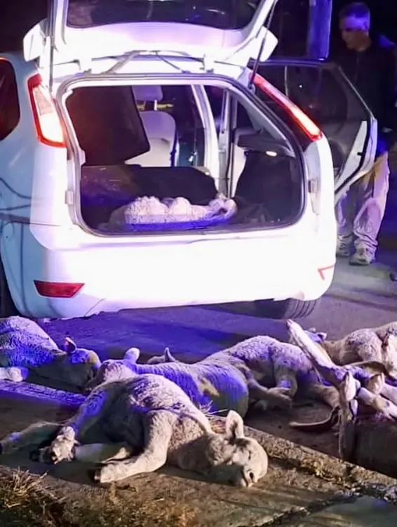 FB_IMG_1766498666003